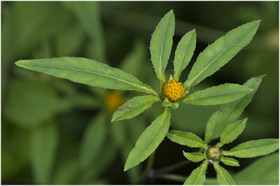 zwart Tandzaad - Bidens frondosa