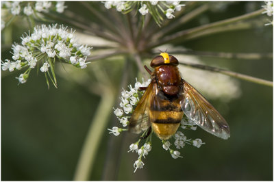 Stadsreus - Volucella zonaria