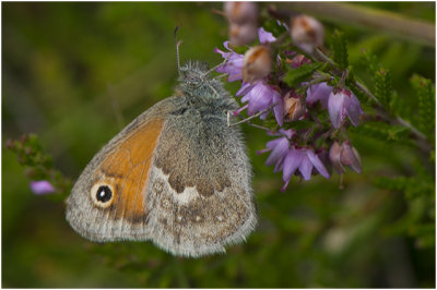 Hooibeestje - Coenonympha pamphilus