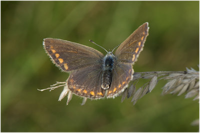 Icarusblautje - Polyommatus icarus