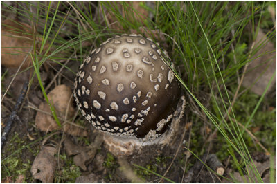 grauwe Amaniet - Amanita excelsa