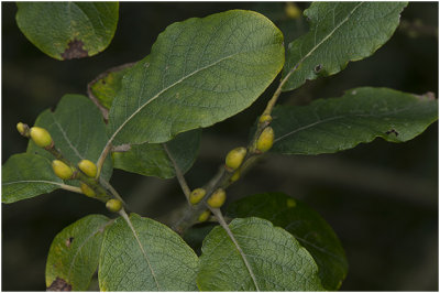 grauwe Wilg - Salix cinerea