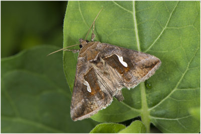 getekende Gamma-uil - Macdunnoughia confusa