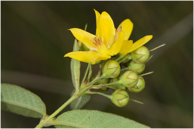 grote Wederik - Lysimachia vulgaris