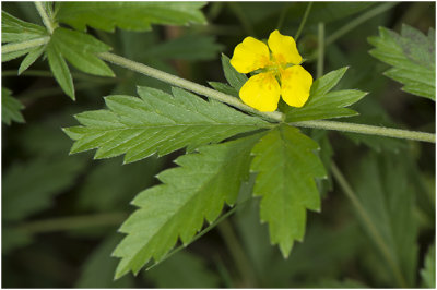 Tormentil - Potentilla erecta