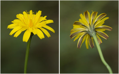 gewoon Biggenkruid - Hypochaeris radicata 