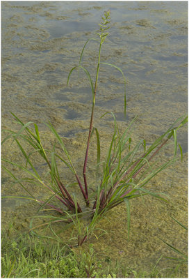 Europese Hanenpoot - Echinochloa crus