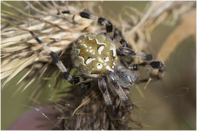 Viervlekwielwebspin - Araneus quadratus