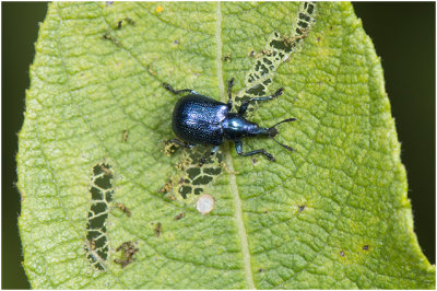 blauwe Berkenbladroller -Byctiscus betulae