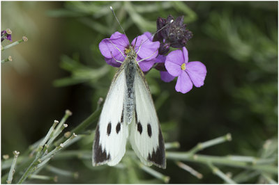 groot Koolwitje - Pieris brassicae