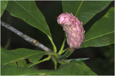 Parasol Magnolia - Magnolia tripetala