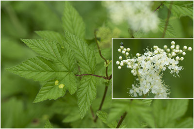 Moerasspirea - Filipendula ulmaria