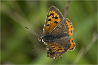 kleine Vuurvlinder - Lycaena phlaeas