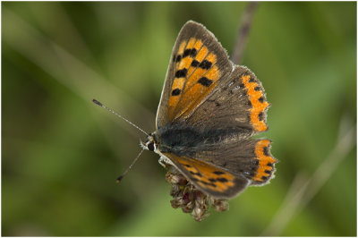 kleine Vuurvlinder - Lycaena phlaeas