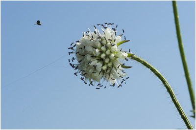 kleine Kaardenbol - Dipsacus pilosus