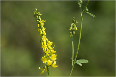 citroengele Honingklaver - Melilotus officinalis