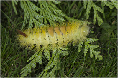 Meriansborstel  - Calliteara pudibunda