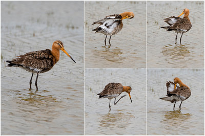  GALLERY Grutto - Limosa limosa