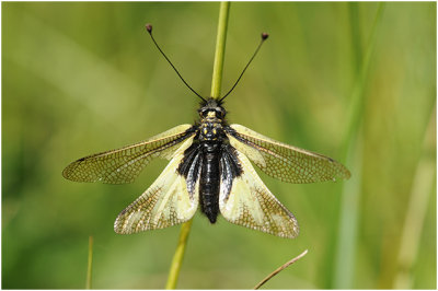 gewone Vlinderhaft  - Ascalaphus libelluloides
