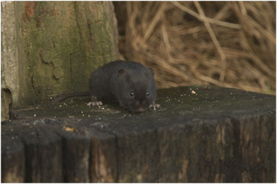 rosse Woelmuis - Myodes glareolus 