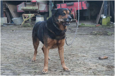 Rex, the farmer`s dog