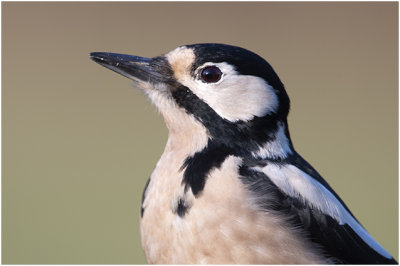 portrait of a female