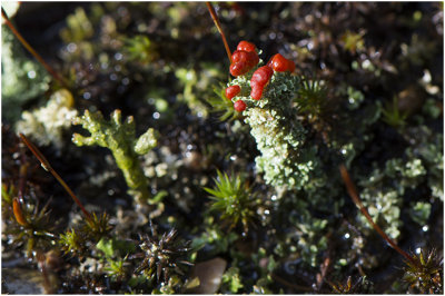 rode Heidelucifer - Cladonia floerkeana