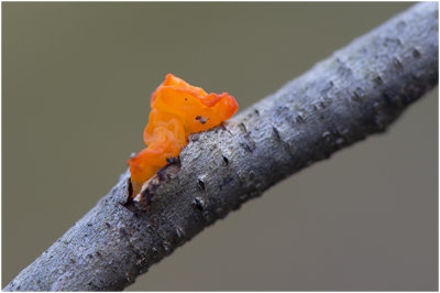 Gele Trilzwam - Tremella mesenterica