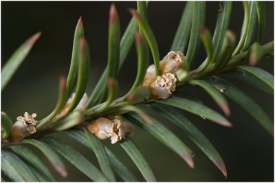 Venijnboom - Taxus baccata