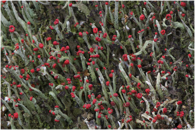 rode Heidelucifer - Cladonia floerkeana