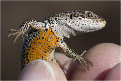 GALLERY Levendbarende Hagedis - zootoca_vivipara - Common Lizard