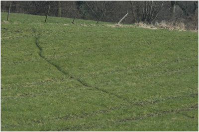 Dassenwissel