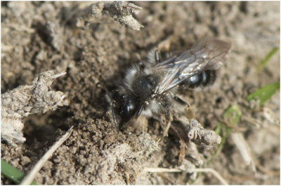 Asbij - Andrena cineraria