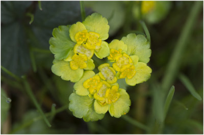 verspreidbladig Goudveil - Chrysosplenium alternifolium 