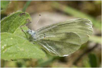 Boswitje  - Leptidea sinapis