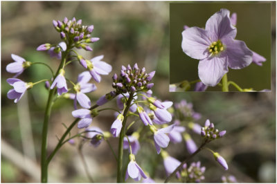 Pinksterbloem - Cardamine pratensis