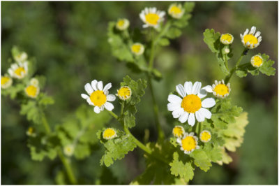 Moederkruid - Tanacetum parthenium