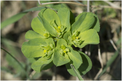 Kroontjeskruid - Euphorbia helioscopia