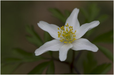 Bosanemoon - Anemone nemorosa