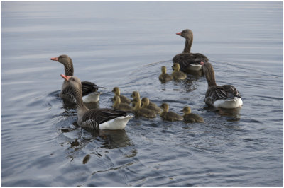 GALLERY grauwe Gans - Anser anser