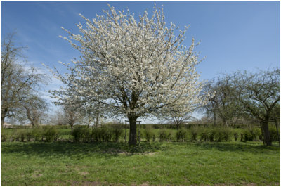 Kersenboom - Prunus avium