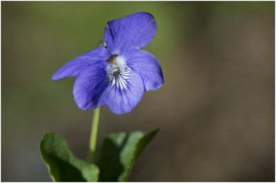 bleeksporig Bosviooltje - Viola riviniana