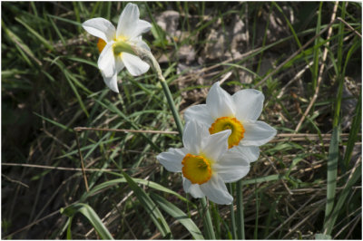 witte Narcis - Narcissus poeticus