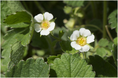 Ardbeiganzerik - Potentilla sterilis