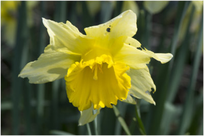 wilde Narcis - Narcissus pseudonarcissus