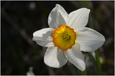 witte Narcis - Narcissus poeticus