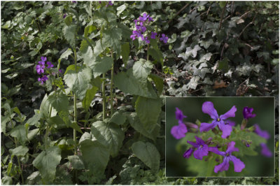 Tuinjudaspenning - Lunaria annua