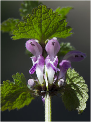 gevlekte Dovenetel - Lamium maculatum