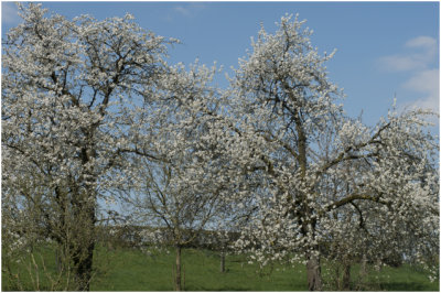 Hoogstamfruitbomen in bloei
