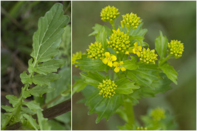 gewoon Barbarakruid - Barbarea vulgaris